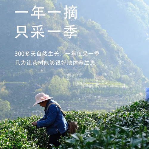 2026新茶现货紫阳富硒茶产区明前采摘嫩芽一级高山云雾绿茶叶250g - 图1