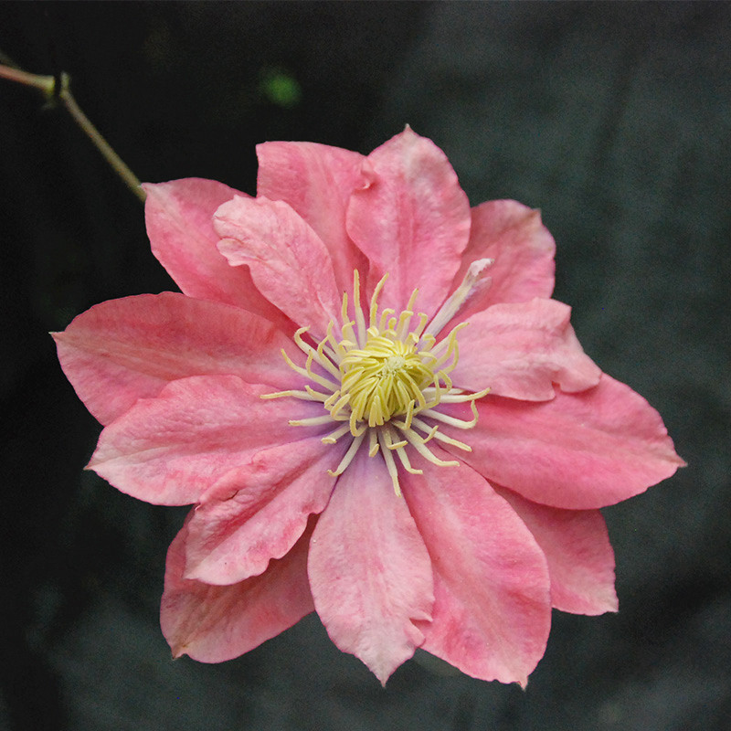 龙龙月季园艺 小美人鱼 铁线莲花苗 重瓣大花庭院爬藤攀援花卉