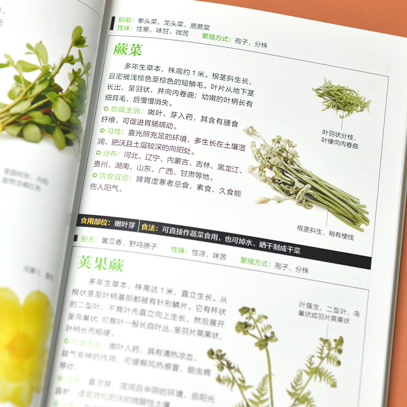 野菜图鉴//野外识别速查图鉴野菜识别特征实用方法中医草药材识别图大全生活常识中草药有毒植物识别图集自然植物学图书籍 - 图3