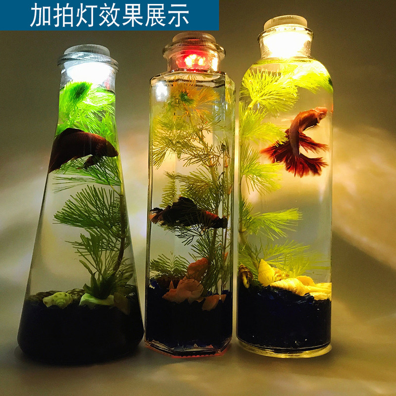 包邮不换水生态鱼瓶水族宠物斗鱼活体diy办公桌水草微景观玻璃缸