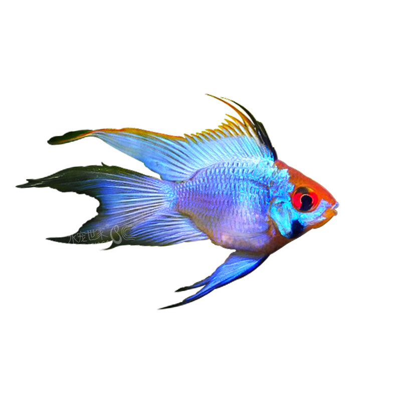 蓝波子金波子宝蓝球荷兰凤凰球阿凡达波子短鲷观赏鱼热带鱼灯科鱼,淘宝优惠券,粉丝福利购,淘宝优惠卷