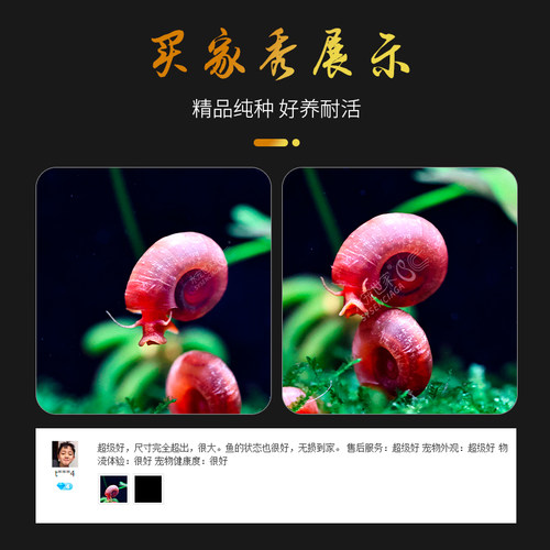 苹果螺羊角螺观赏螺除藻除苔易繁殖生态瓶装饰易爆缸宠物活体繁殖 - 图1