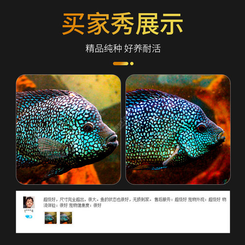 罗汉鱼热带鱼观赏鱼蓝德萨蓝财神鱼淡水活体鱼宠物鱼德州豹 - 图0