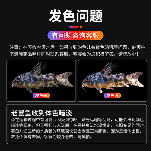 清道夫工具鱼金苔鼠花椒鼠熊猫鼠珍珠鼠茉莉豹纹鼠清洁底栖鱼活体 - 图2