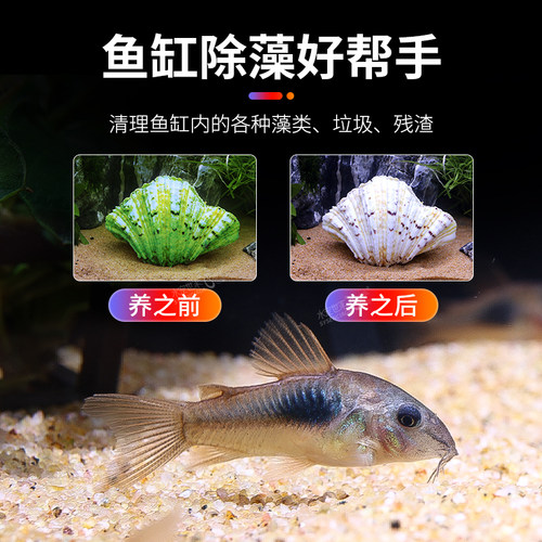 清道夫工具鱼金苔鼠花椒鼠熊猫鼠珍珠鼠茉莉豹纹鼠清洁底栖鱼活体 - 图1