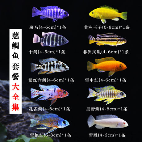 tiger shark aquarium fish