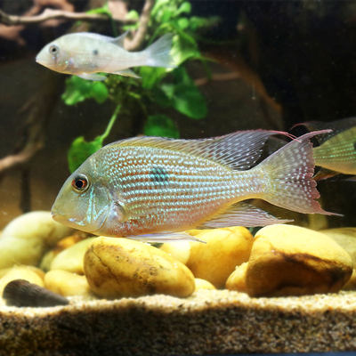 南美慈鲷食土鲷鱼活体鱼斯维尼白子关刀黄腹月亮中大型热带观赏鱼 虎窝淘