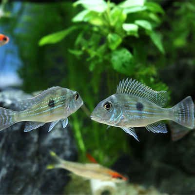 南美慈鲷食土鲷鱼活体鱼斯维尼白子关刀黄腹月亮中大型热带观赏鱼 虎窝淘