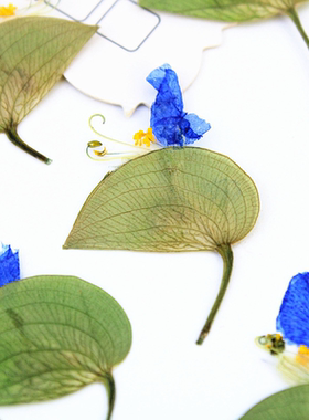 植物标本DIY滴胶树脂相框