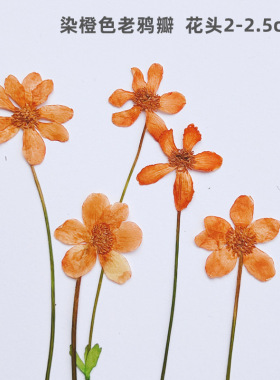 干花压花老鸦瓣蜡烛相框