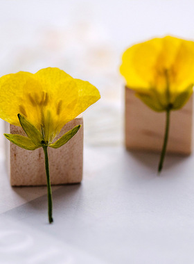 干花植物标本树叶贴画