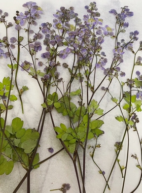天然唐松草干花压花材料包