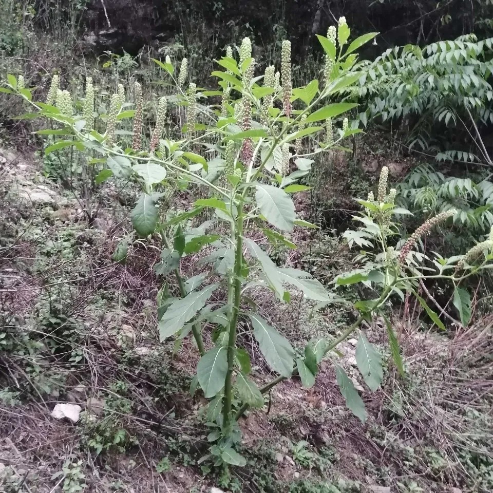 新鲜天然白商陆根 大苋菜山萝卜白商陆 见肿消倒水莲纯根500g包邮 - 图3