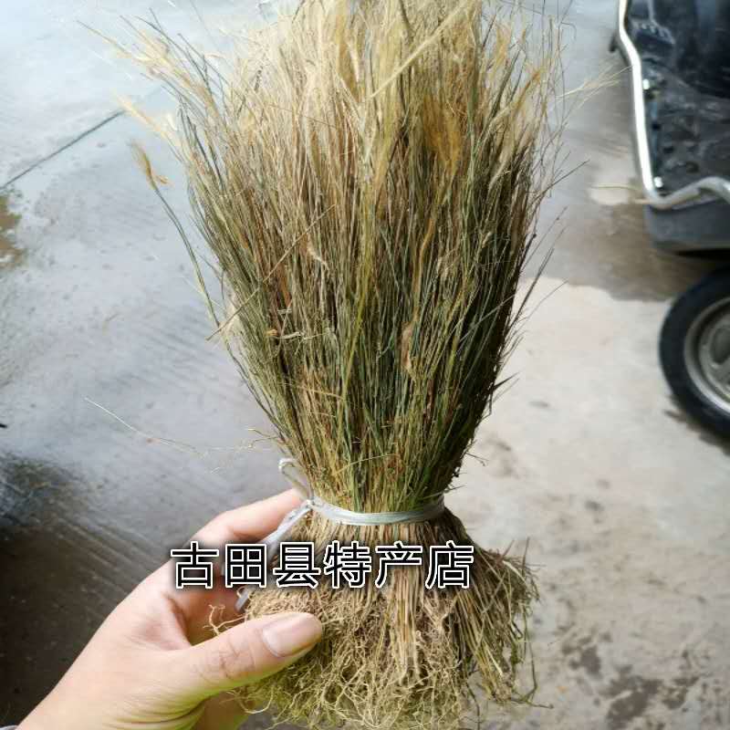 金丝草 黄毛草 落苏毛 猫仔草 金丝茅 猫尾草 笔子草 竹蒿草500g - 图2