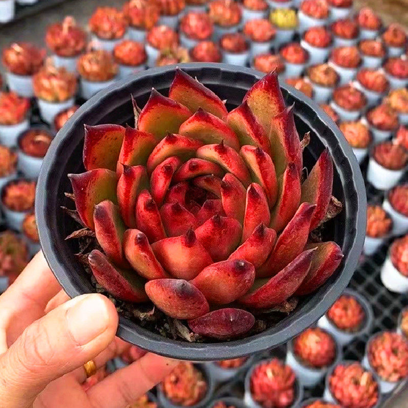 摩根多肉植物大颗好养稀有品种庭院美观绿植防辐射精品花盆栽组合