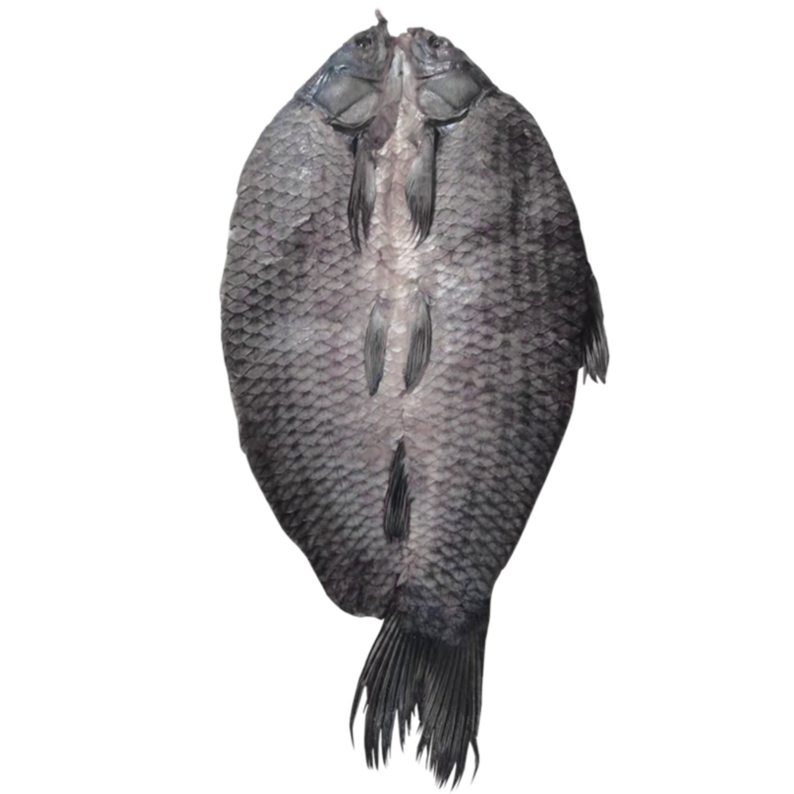 千岛湖特产螺蛳青鱼干螺丝青节日整条腊味咸过年货礼盒送大乌风干,淘宝优惠券,粉丝福利购,淘宝优惠卷