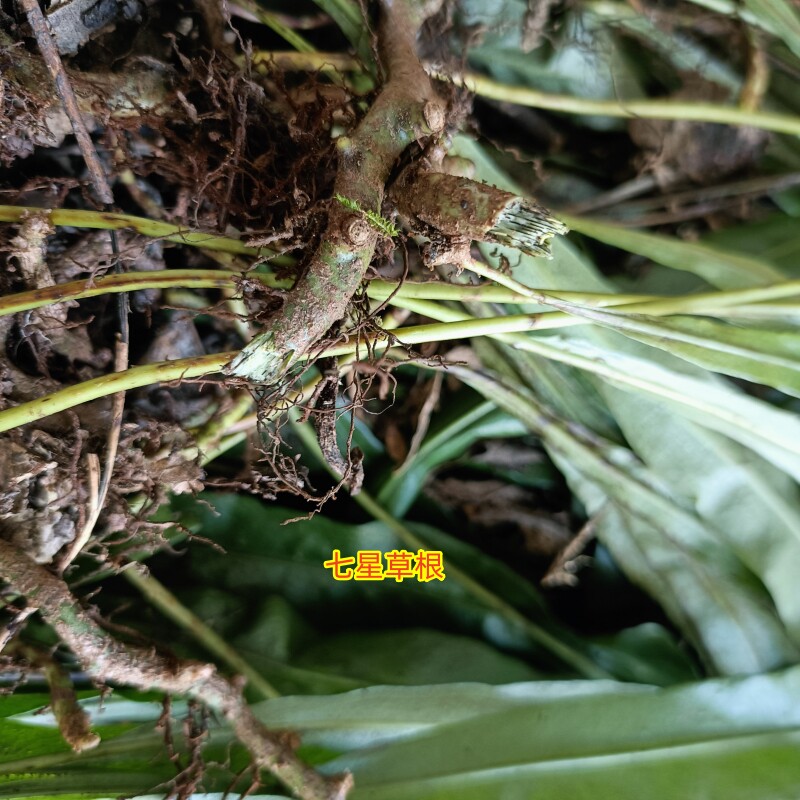 中药材生鲜七星草凤尾金星旋鸡尾根七星凤尾龙眼草整棵煮泡水500g