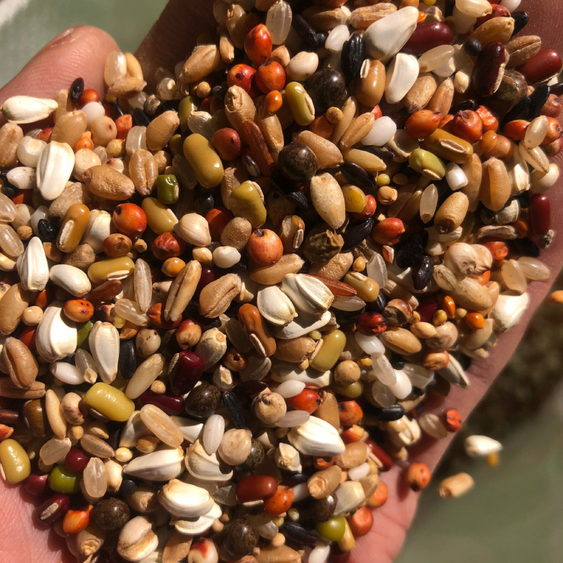 营养鸽子粮无玉米鸟食信鸽观赏鸽幼鸽赛飞专用饲料,淘宝优惠券,粉丝福利购,淘宝优惠卷