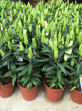 百合花带花发货年宵花卉盆栽花球