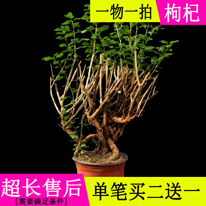 黑红枸杞树苗盆栽包邮室内造型盆景野生粗根老