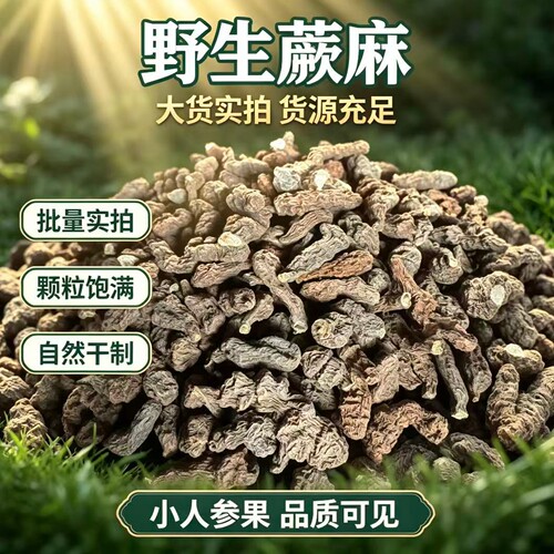 野生蕨麻小人参果甘肃高原特产自然干制根部实拍品质可见 - 图3