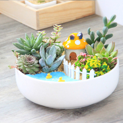 多肉植物组合盆栽套装室内创意绿植摆件多肉diy拼盘含盆 虎窝淘