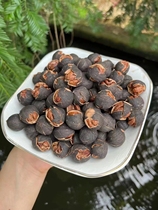 Old handsome family pecorino walnut water to cook carbon burning with good exfoliating walnut net weight 200 gr