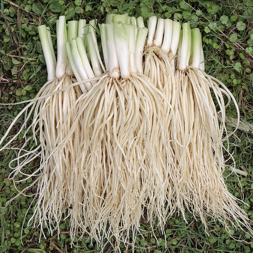 云南德宏新鲜撇菜根苤菜根大韭菜根月子良菜可腌制500克新鲜蔬菜 - 图2