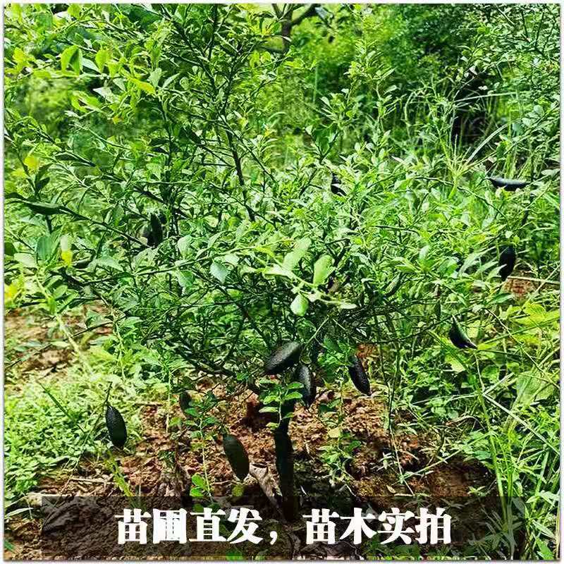 新品澳洲血柠手指柠檬苗嫁接指橙树苗四季手指柠檬树盆栽地栽带土 - 图1