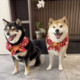 Pet scarf new year festive red decoration