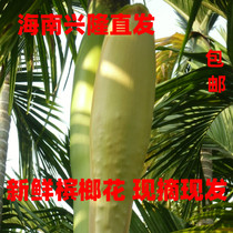 Betel Nut Flowers Fresh Hainan Special Produce Origin Direct Natural Pollution-free Adoptive Lung Zingized Sputum Cough