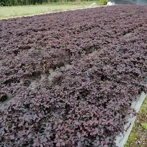成都红花继木色块苗庭院园林四季常青绿化苗木红花继木苗绿篱植物 - 图1
