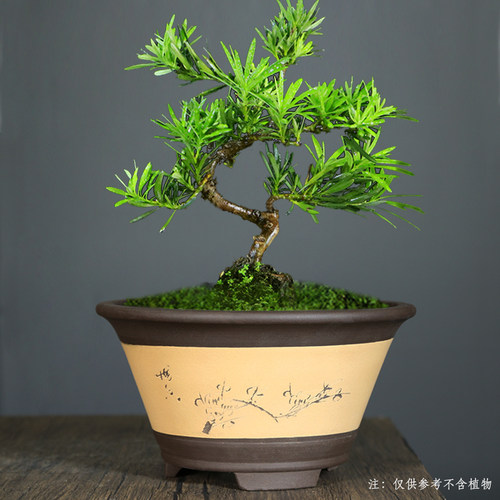 紫砂圆盆圆形古典老式兰盆室内桌面绿植老桩盆栽大口径紫砂盆景盆 - 图0
