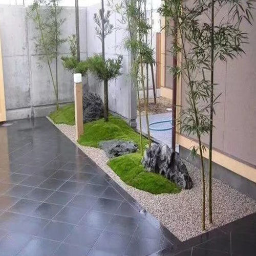 青苔苔藓植物鲜活假山水陆雨林缸 盆景造景铺面diy白发藓 - 图2