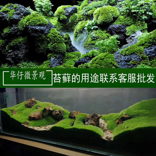 青苔苔藓植物鲜活假山水陆雨林缸 盆景造景铺面diy白发藓 - 图0