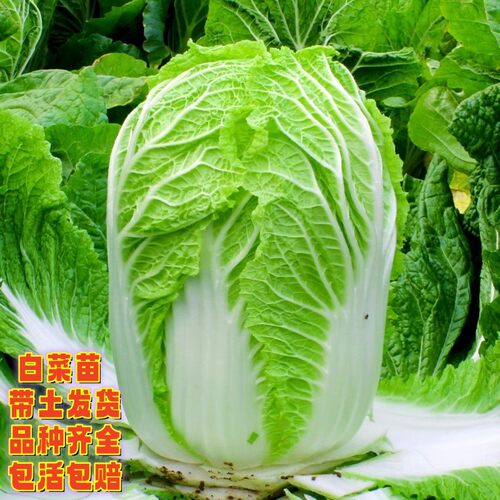 大白菜秧苗菜苗蔬菜苗白菜秧苗穴盘苗带土球秋季白菜幼苗当季菜苗 - 图3