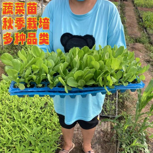 大白菜秧苗菜苗蔬菜苗白菜秧苗穴盘苗带土球秋季白菜幼苗当季菜苗 - 图0