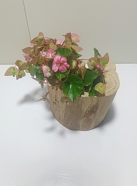 原木花盆实木花盆花瓶花盆花瓶花盆花瓶花盆花瓶花盆花瓶花盆