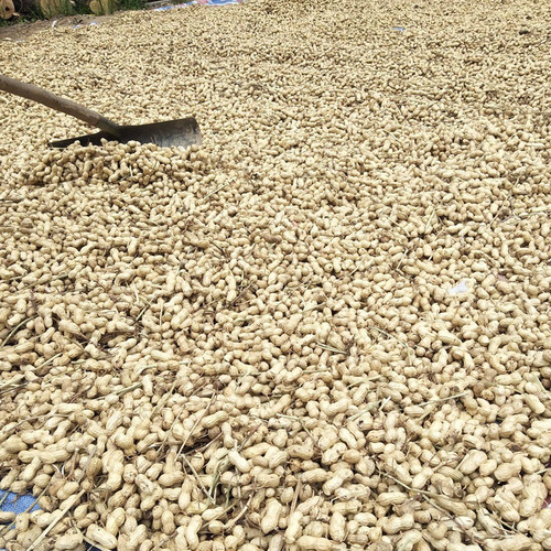 逸得农品红皮花生2026年新货花生米山东沂蒙山精选不带壳生花生仁 - 图2