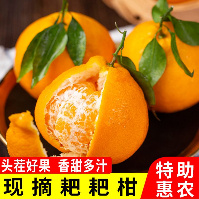P Boutique authentic Sichuan Meishan Chunjian raked tangerines fresh fruits picked fresh oranges oranges