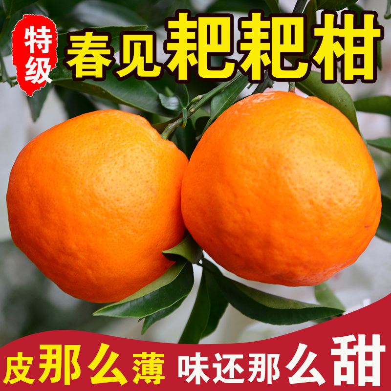 P Boutique authentic Sichuan Meishan Chunjian raked tangerines fresh fruits picked fresh oranges oranges