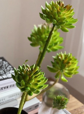 掬涵仿真多肉植物多头石竹花簇