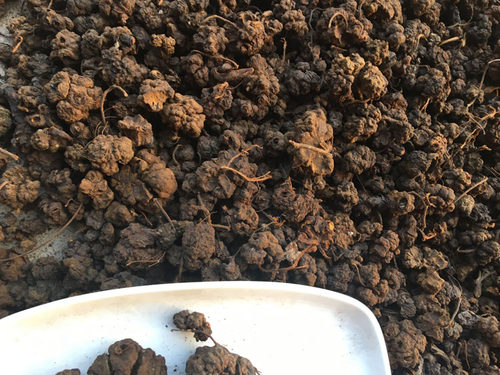 深山不出头葛菌山丛蓉 回春草 地重楼石上莲 独脚莲500g - 图1