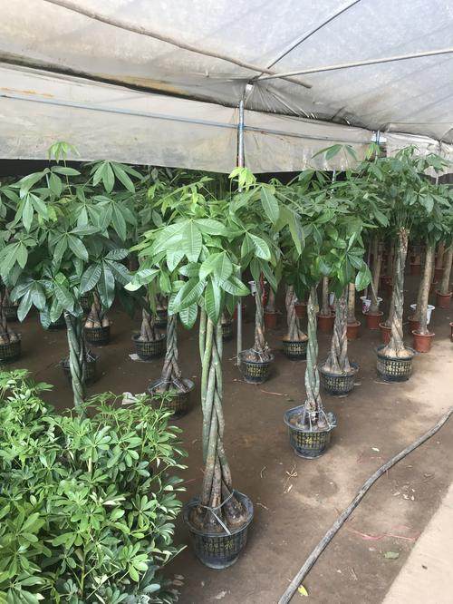 大发财树室内外花卉盆景植物盆栽大招财树摇钱树花苗客厅大型绿植,淘宝优惠券,粉丝福利购,淘宝优惠卷