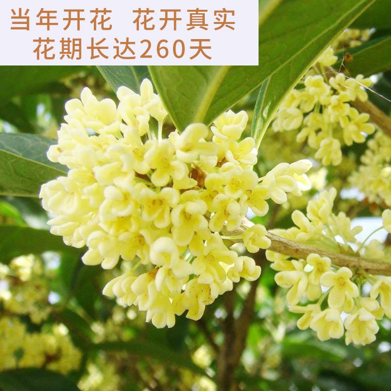 桂花盆栽树苗室内花卉植物办公开花浓香绿植四季好养易活客厅盆景 - 图0