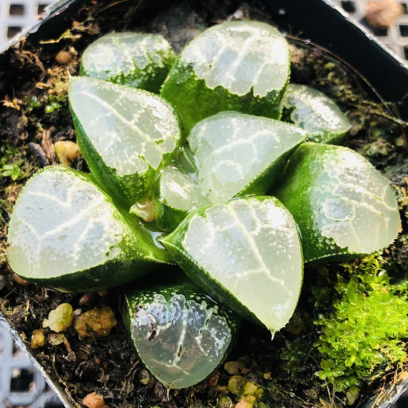 月影寿7cm盆单头 多肉植物 叶片肥胖饱满 油量通透 纹理清晰