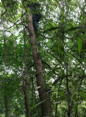 装饰室内阳台管道仿真假植物树藤