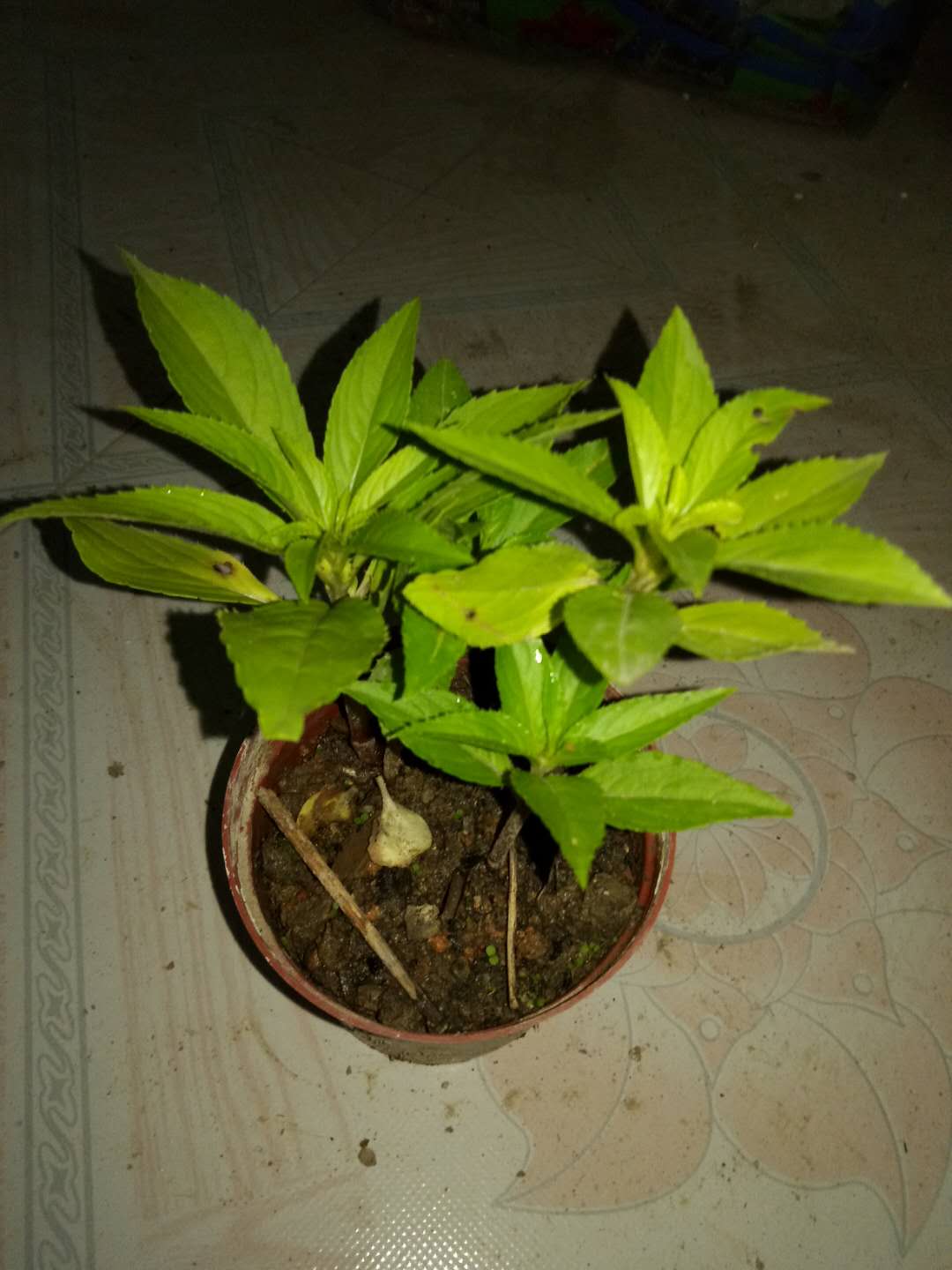 染指甲的指甲花盆栽货到死苗免费补发 凤仙花苗 指甲花苗植物盆栽 - 图1