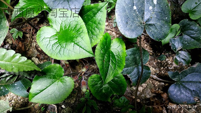 广西原生 稀有岩溶洞穴植物 喜阴花卉盆栽尾花细辛生态缸雨林造景 - 图0