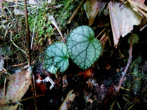 广西原生 秋海棠稀有品种阳台盆栽喜阴花卉植物水陆缸水石绿植 - 图1